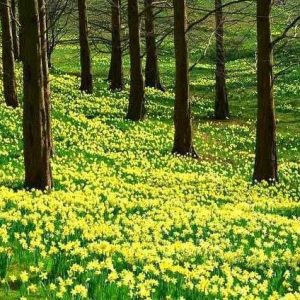Daffodils in Great Windsor Park 2 x small e1526136244644 Daffodils in Great Windsor Park 2 x small e1526136244644