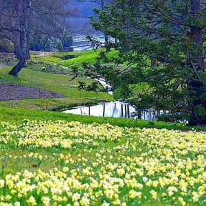 Daffodils in Great Windsor Park 3 x small Daffodils in Great Windsor Park 3 x small