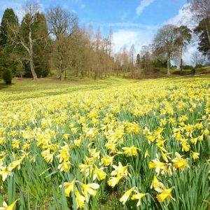 Daffodils in Great Windsor Park 4 x small Daffodils in Great Windsor Park 4 x small