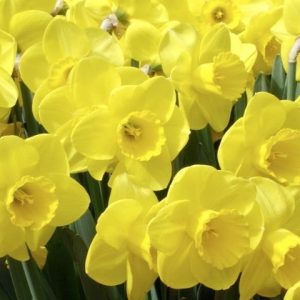 Daffodils in Great Windsor Park 6 small Daffodils in Great Windsor Park 6 small