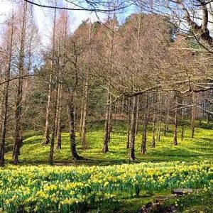 Daffodils in Great Windsor Park x small Daffodils in Great Windsor Park x small