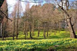 Daffodils in Great Windsor Park x small Daffodils in Great Windsor Park x small