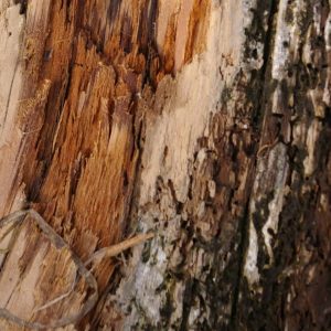 amber wood 3 e1428593386566