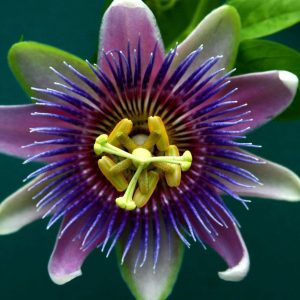 easter passion flower scaled