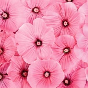 Pink Colour Trend