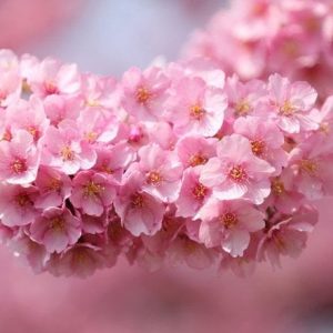 PAIRFUM flower pink japanese cherry blossom natural room fragrance perfume