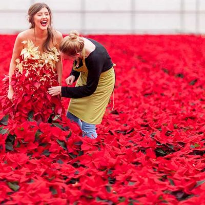 PAIRFUM Poinsettia Day Home Fragrance Flower Dress Preparations PAIRFUM Poinsettia Day Home Fragrance Flower Dress Preparations