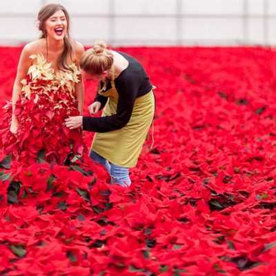 PAIRFUM Poinsettia Day Home Fragrance Flower Dress Preparations PAIRFUM Poinsettia Day Home Fragrance Flower Dress Preparations