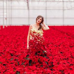 PAIRFUM Poinsettia Day Home Fragrance Flower Dress Set PAIRFUM Poinsettia Day Home Fragrance Flower Dress Set