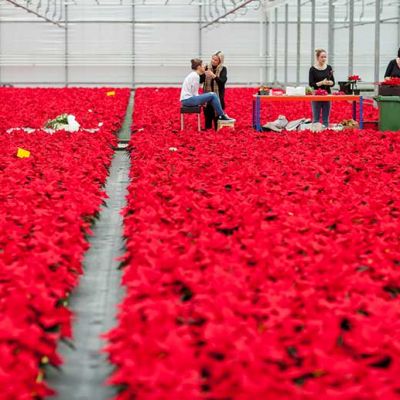 PAIRFUM Poinsettia Day Home Fragrance Flower Dress setup PAIRFUM Poinsettia Day Home Fragrance Flower Dress setup