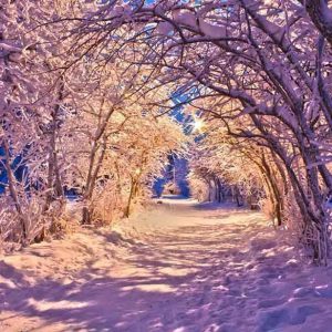 PAIRFUM luxury scented candles tree arch winter