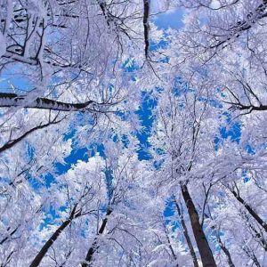 PAIRFUM natural reed diffuser snow covered tree