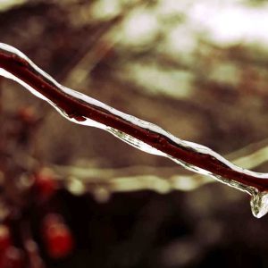 PAIRFUM natural reed diffusers branch icicle