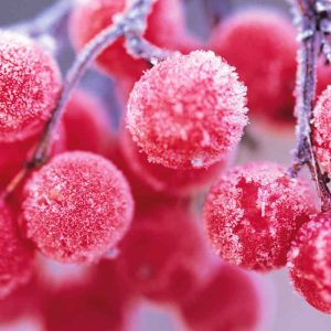 PAIRFUM reed diffuser refill rowan berries frozen
