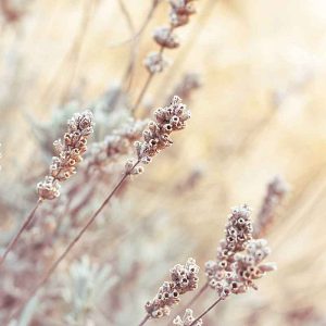 PAIRFUM room fragrance grass frost vetiver