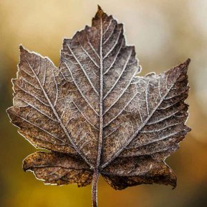PAIRFUM room fragrance leaf maple frost