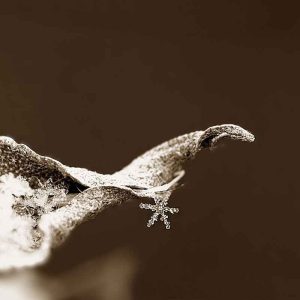 PAIRFUM room fragrance leaf snowflake frost