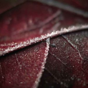 PAIRFUM room fragrance leaf vein frost