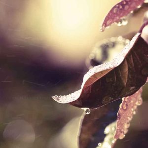 PAIRFUM room fragrance leaves branch ice