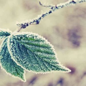 PAIRFUM room fragrance leaves green frost