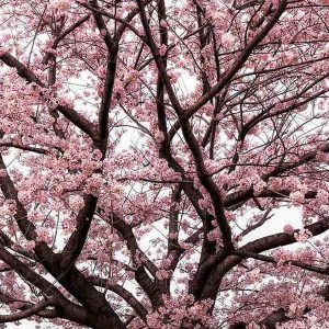 PAIRFUM room fragrance natural reed diffuser refill soft pink japanese cherry tree blossom photo