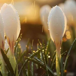 PAIRFUM room fragrance perfume candle white spring flowers in rain photo