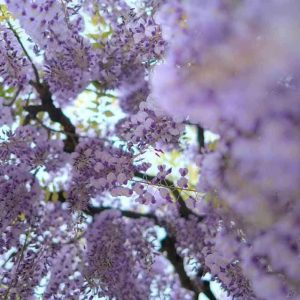 PAIRFUM room fragrance perfume candle wisteria vine photo