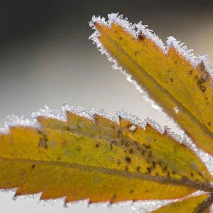 PAIRFUM room fragrance tree leaves frost