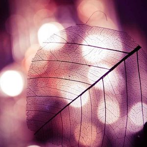 PAIRFUM room fragrance wood leaf light