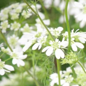 Pairfum British Flowers Week reed diffuser Orlaya Grandiflora Pairfum British Flowers Week reed diffuser Orlaya Grandiflora