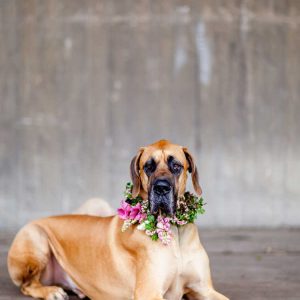Pairfum British Flowers Week reed diffuser dog collar Pairfum British Flowers Week reed diffuser dog collar