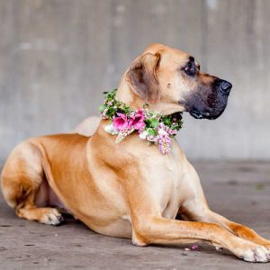 Pairfum British Flowers Week reed diffuser dog flower collar Pairfum British Flowers Week reed diffuser dog flower collar