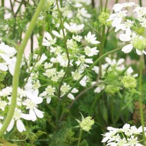 Pairfum British Flowers Week reed diffuser green Orlaya grandiflora Pairfum British Flowers Week reed diffuser green Orlaya grandiflora