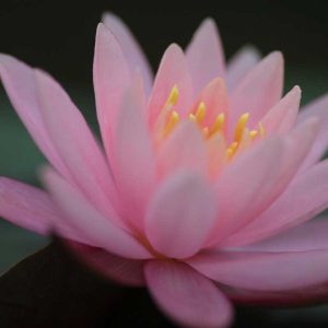 Pairfum Online Shop Body Lotion Pink Water Lily