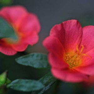 Pairfum Online Shop Body Lotion Portulaca Flowers