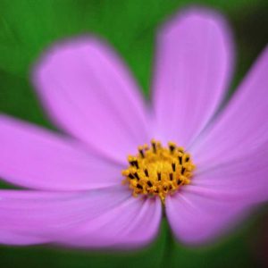 Pairfum Online Shop Hand Lotion Pink Cosmos Flower