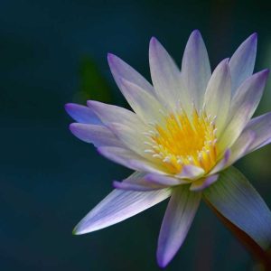 Pairfum Online Shop Hand Wash Purple Water Lily