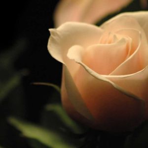 Pairfum Online Shop Natural Scent Cream Rose