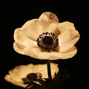 Pairfum Online Shop Online Shop Anemone Flower Bloom