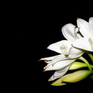 Pairfum Online Shop Perfume Candle White Lily