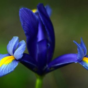 Pairfum Online Shop Reed Diffuser Refill Blue Iris