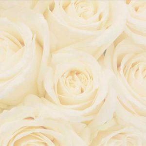 Pairfum Online Shop Reed Diffuser White Cream Roses