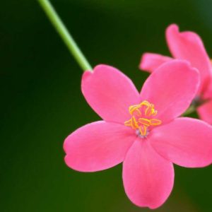 Pairfum Online Shop Room Fragrance Spicy Jatropha