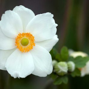 Pairfum Online Shop Room Fragrance Summer Anemone White