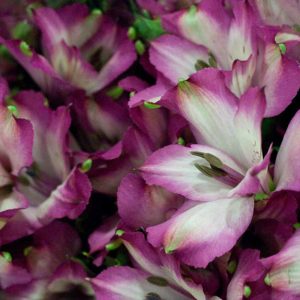 Pairfum Perfume Candle Alstroemeria Pink Bouquet