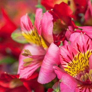 Pairfum Perfume Candle Alstroemeria Pink Flowers