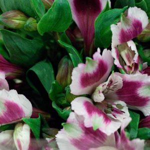 Pairfum Perfume Candle Alstroemeria Purple Bouquet