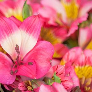 Pairfum Perfume Candle Alstroemeria Red Bouquet