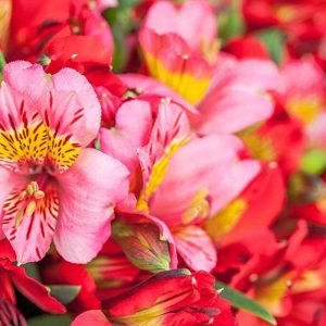 Pairfum Perfume Candle Alstroemeria Red Flowers