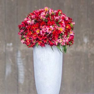 Pairfum Perfume Candle Alstroemeria Red Urn Flower